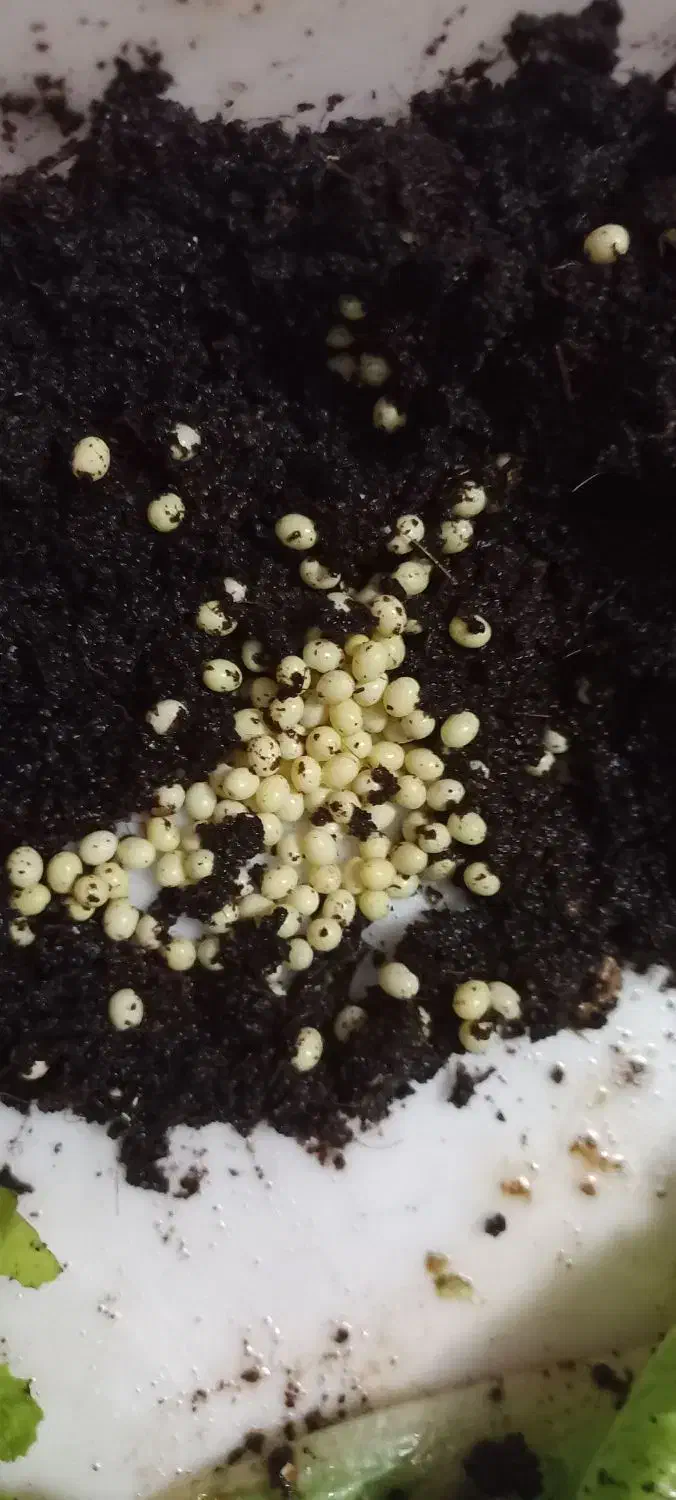 حلزون البینو وخاویار وخاک کوکوپیت|خزنده|مشهد, چهارچشمه|دیوار