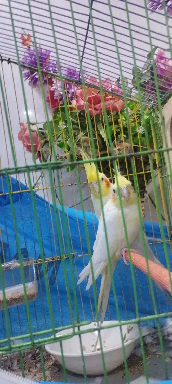 جفت عروس پاریس شرط مولد|پرنده|اهواز, مهرشهر|دیوار