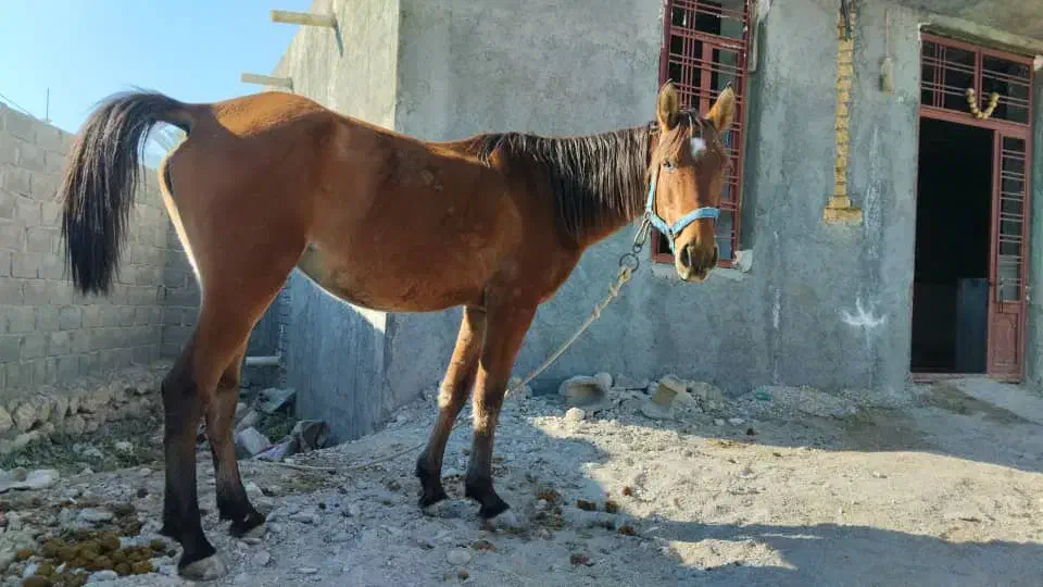 اسب|اسب و تجهیزات اسب‌سواری|قشم, |دیوار