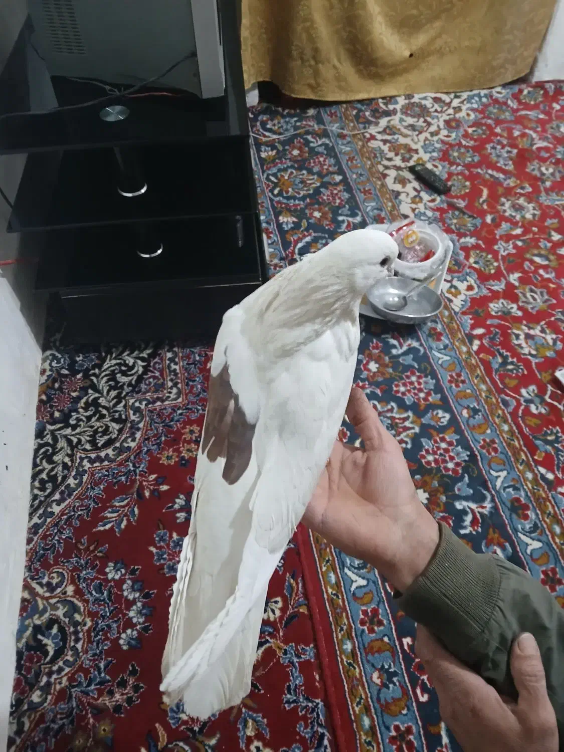 کبوتر خال دار|پرنده|چگنی, |دیوار