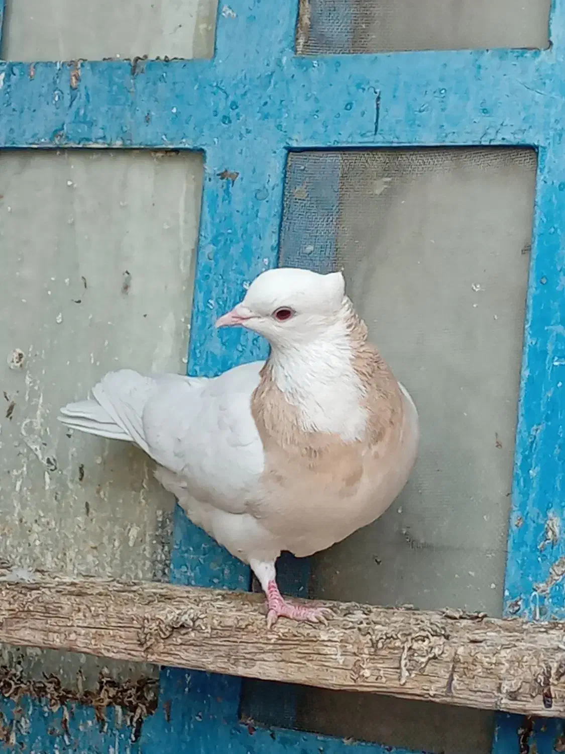 پرنده|پرنده|بهبهان, |دیوار