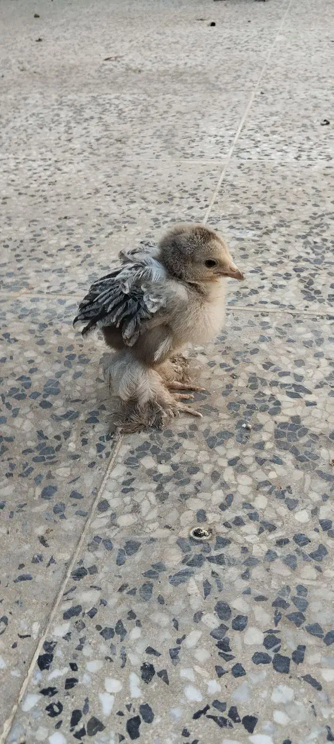 جوجه گلین و برهما اصل|حیوانات مزرعه|شیراز, کرونی(خاتونک)|دیوار