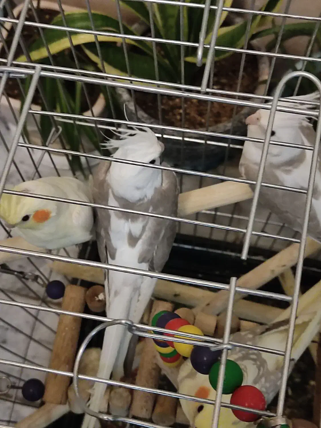 وایت فیس طوسی باهوش|پرنده|زنجان, |دیوار