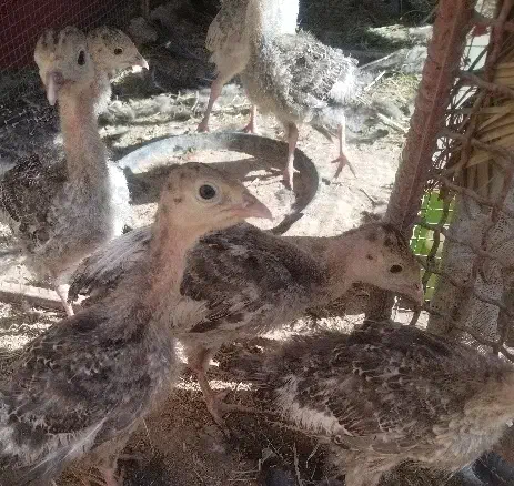 بوقلمون2ماهه|حیوانات مزرعه|بم, |دیوار