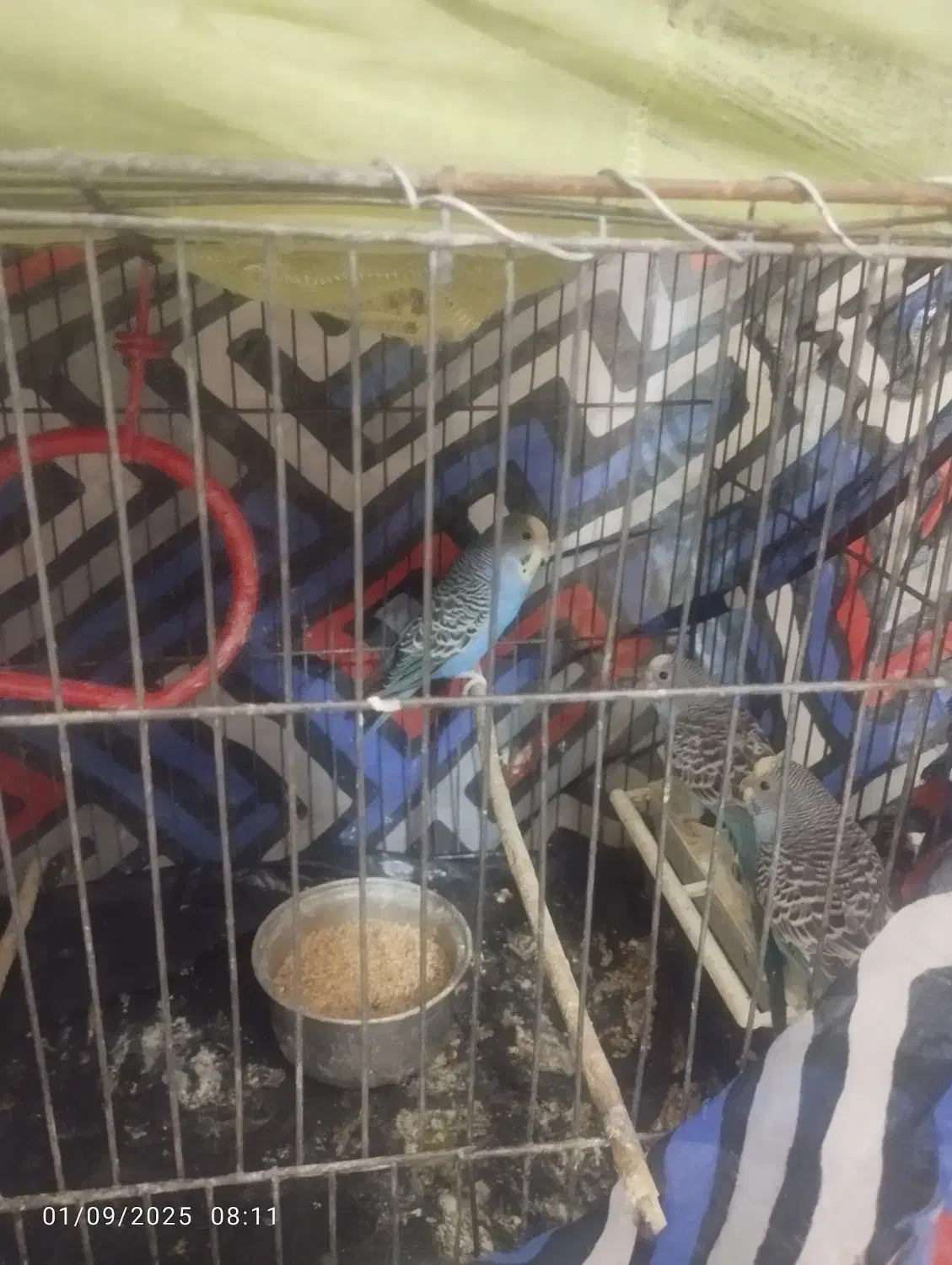 5عدد مرغ عشق نروماده|پرنده|قدس, شهرقدس|دیوار