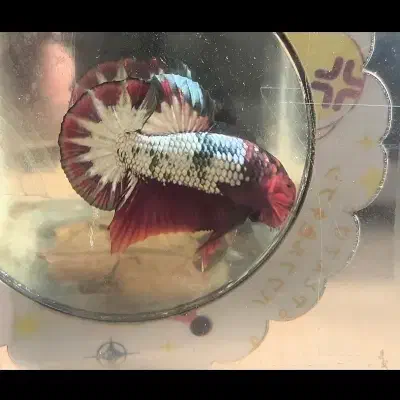 ماهی فایتر پلاکت|ماهی|تهران, افسریه شمالی|دیوار