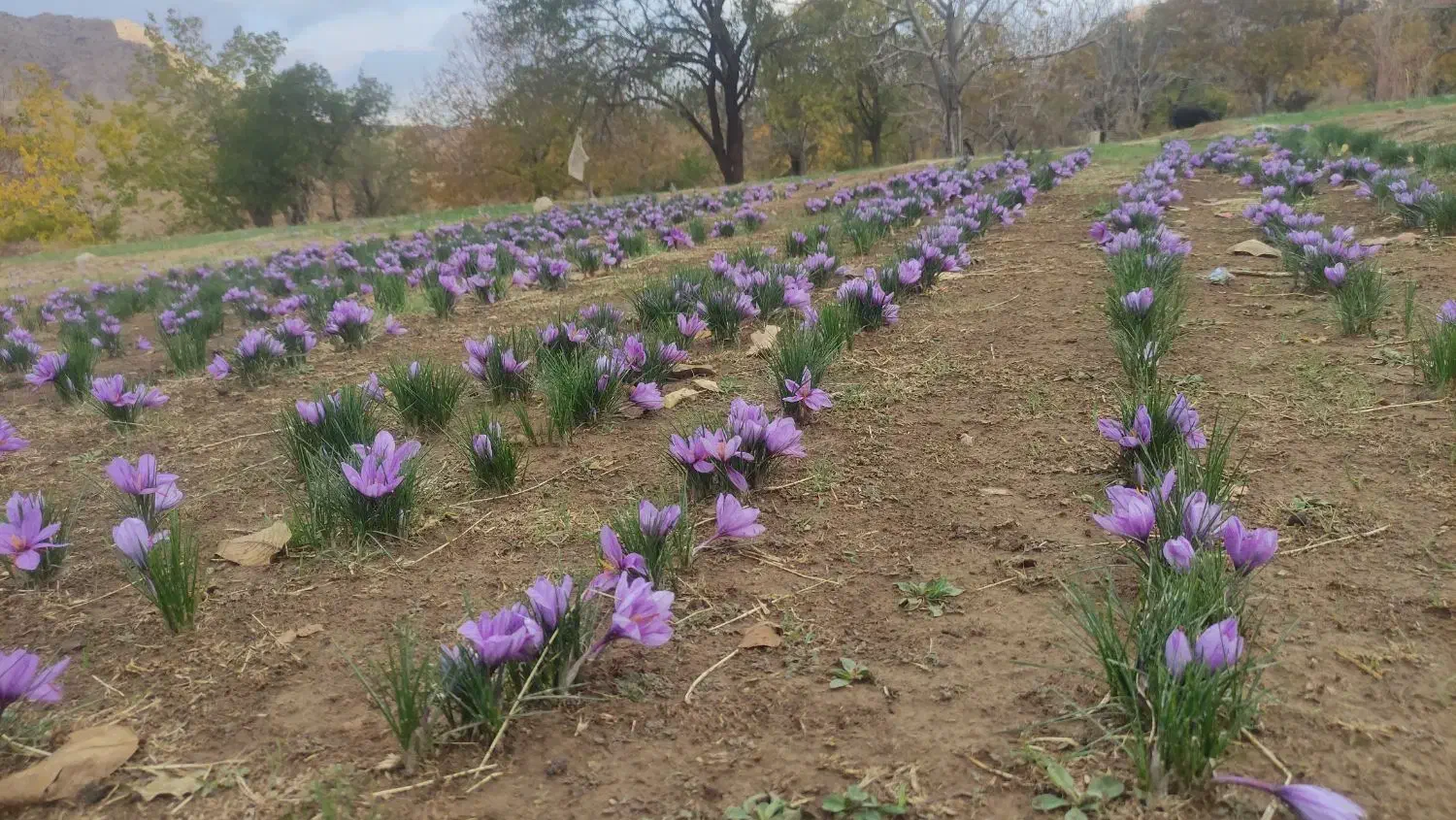 زعفران سرگل دشتخاک|خوردنی و آشامیدنی|زرند, |دیوار