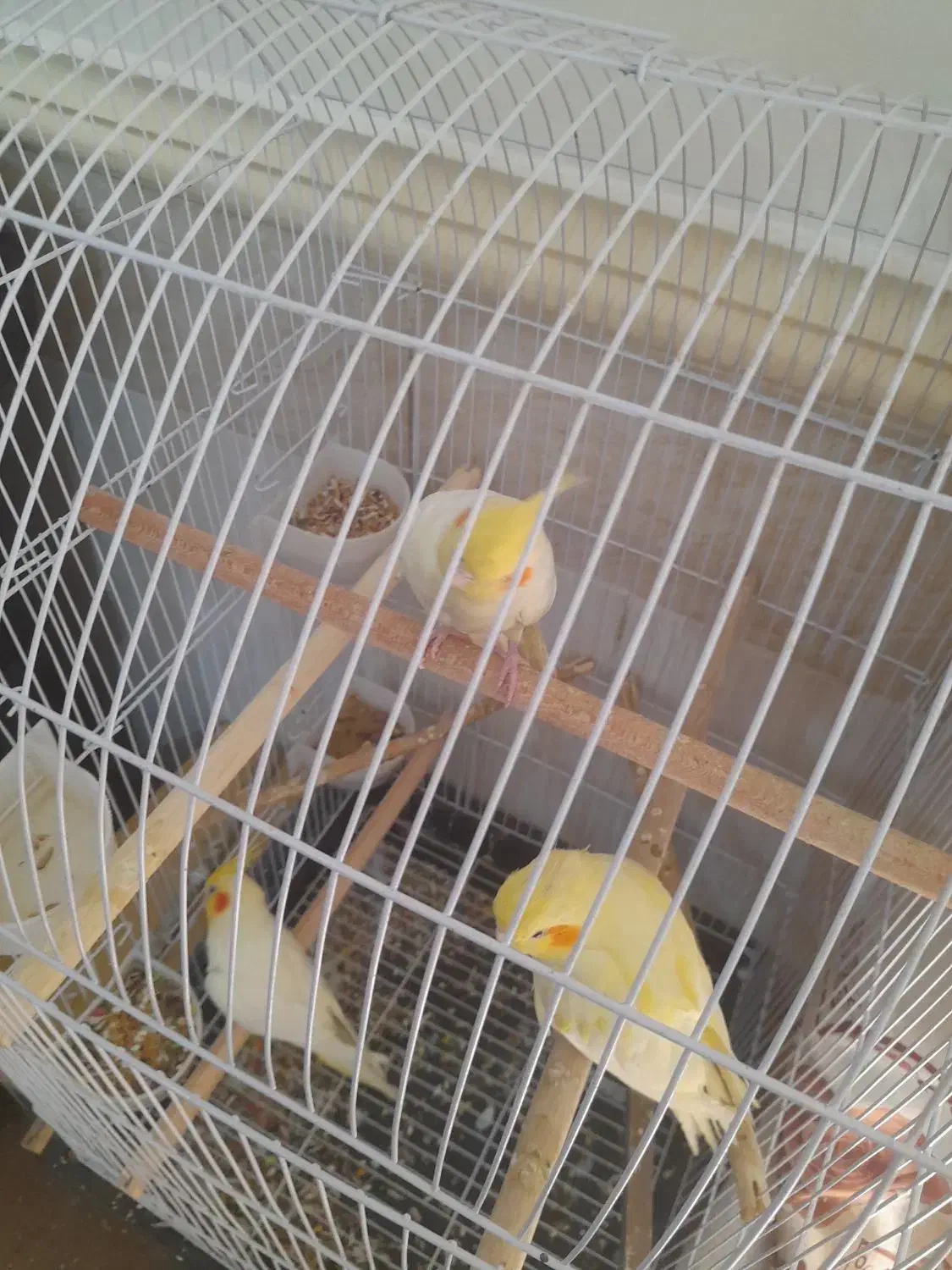 سه عدد عروس هلندی|پرنده|زاهدان, |دیوار