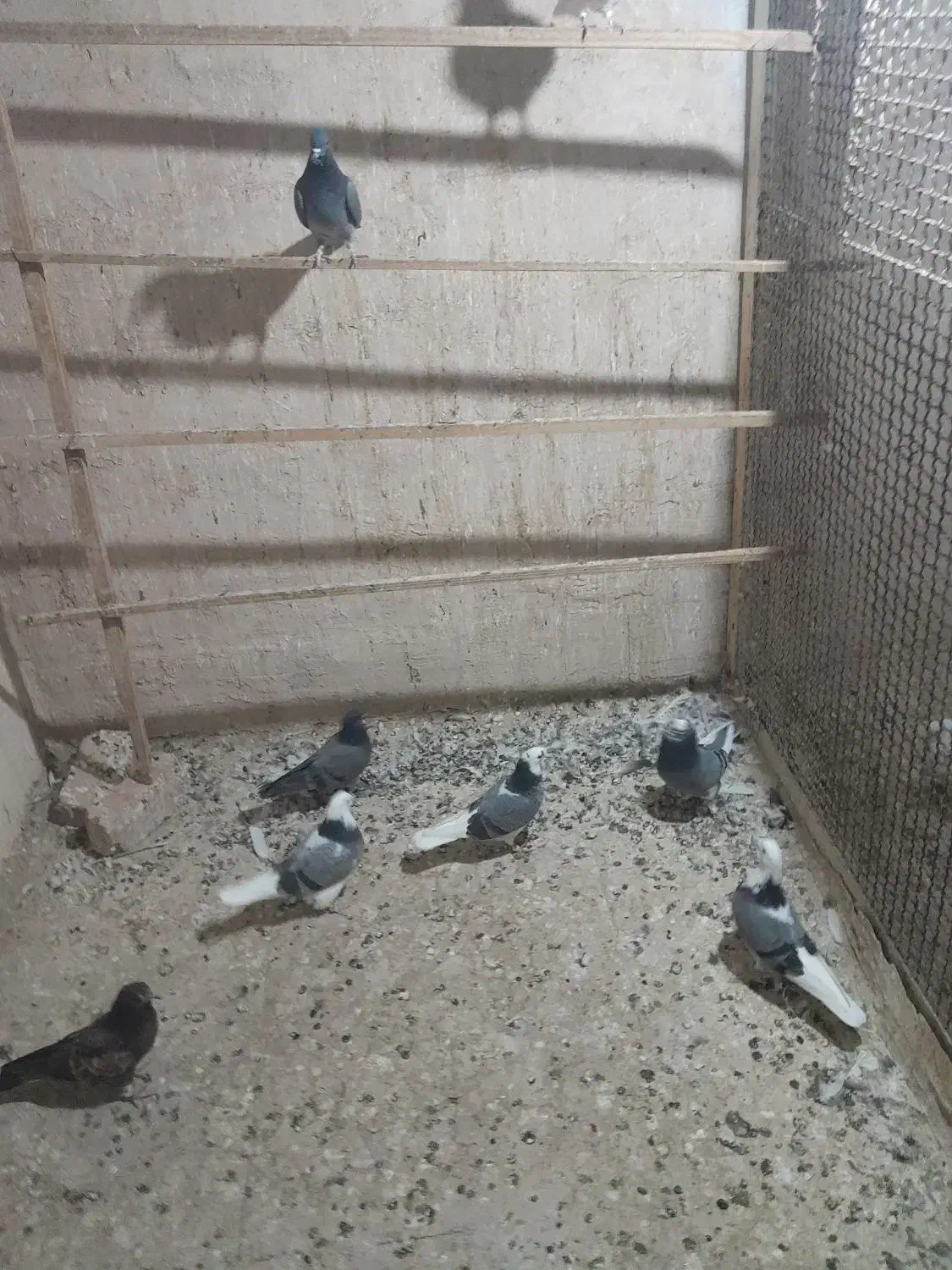 کبوتر تهرانی|پرنده|پاکدشت, حصار امیر|دیوار