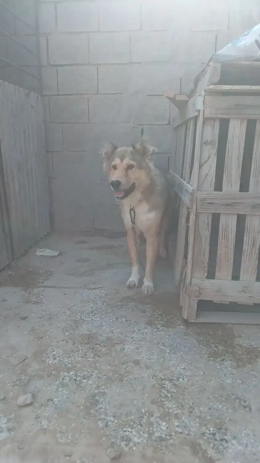 واگذاری سگ گله ای|سگ|بندر گناوه, |دیوار