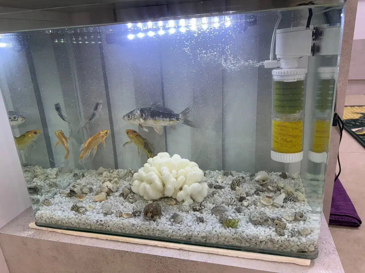 آکواریوم شرکتی|ماهی|تربت جام, مسکن مهر|دیوار