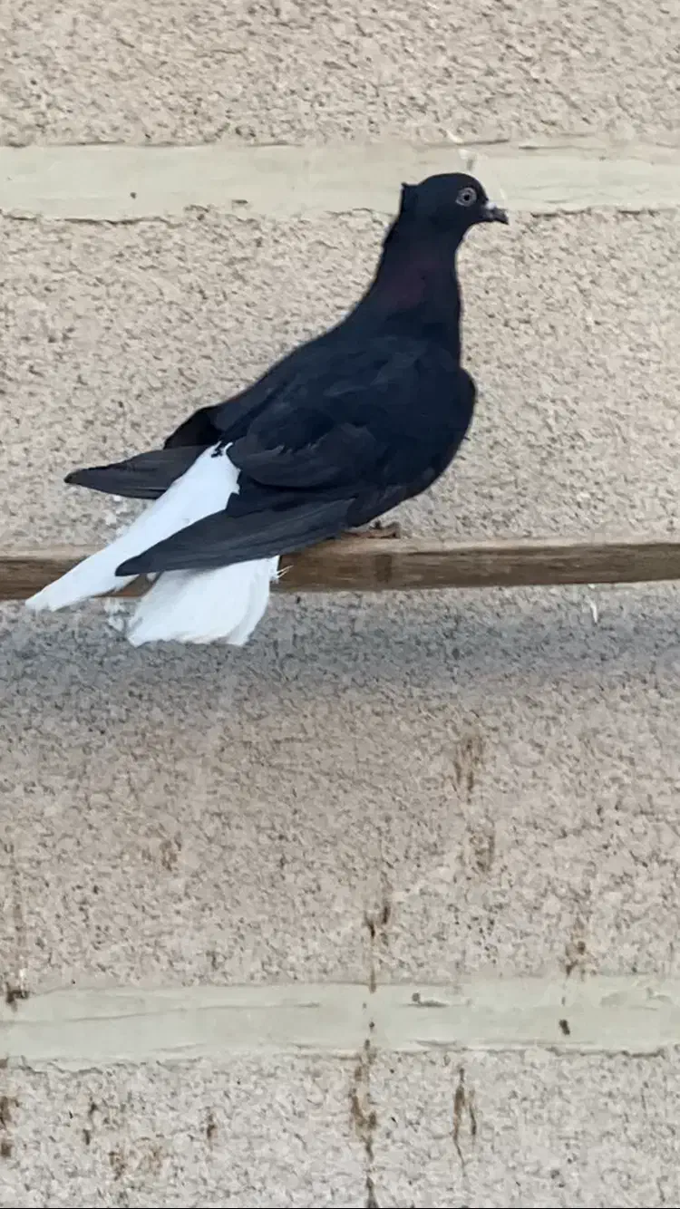 جوجه زاغ مایدم ۱۶ پر دم نر دم سفید|پرنده|همدان, |دیوار