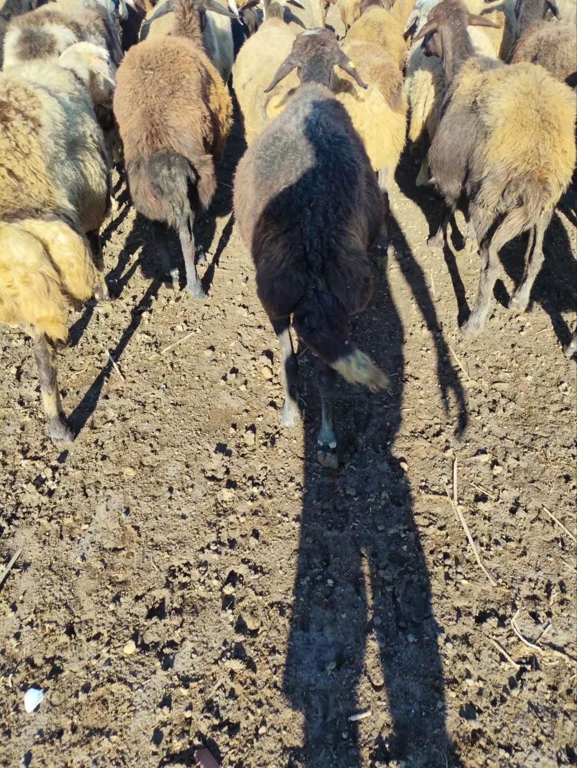 سیاه دم دراز بشرط دوقوزا سنگین آبستن سینه کرد|حیوانات مزرعه|گرگان, |دیوار