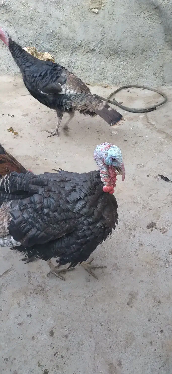 فروش چند عدد بوقلمون و خروس|حیوانات مزرعه|خنداب, |دیوار