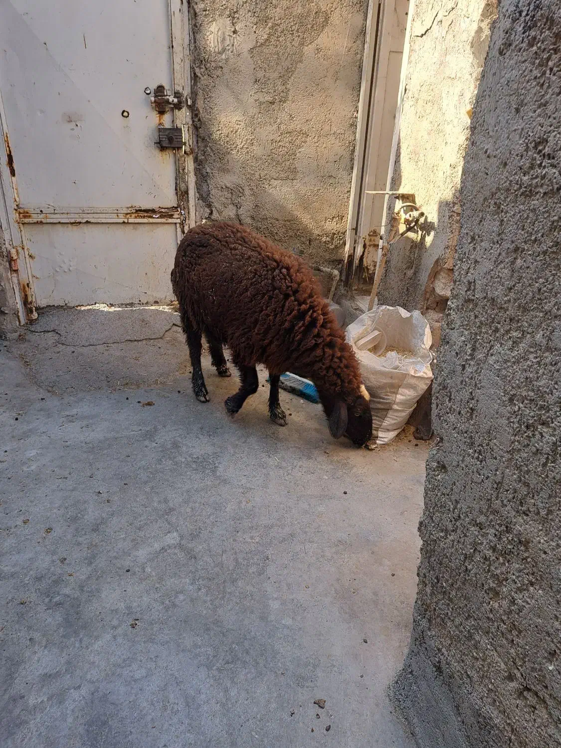 گوسفند آبستن داشتی درجه یک|حیوانات مزرعه|بندر ماهشهر, |دیوار