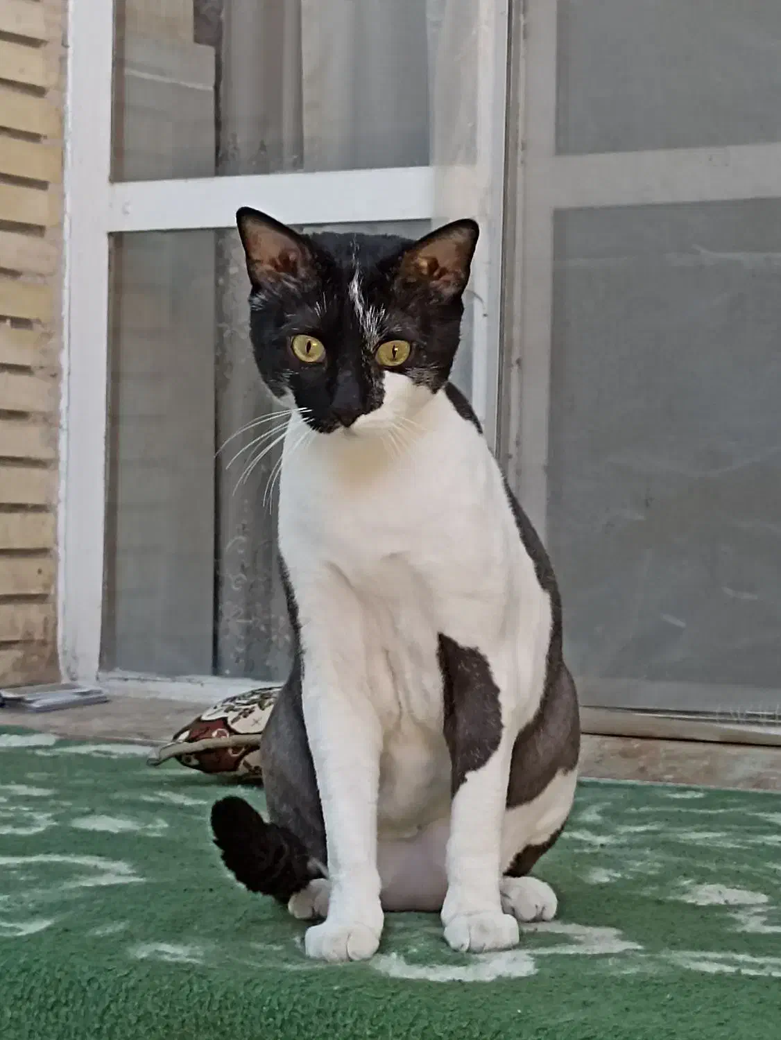 واگذاری گربه|گربه|کرج, مهرویلا جنوبی|دیوار