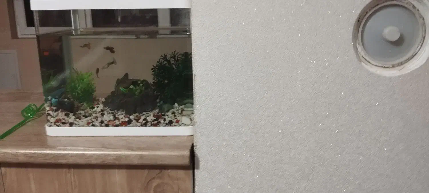 آکواریوم شیشه خم شرکتی|ماهی|ابهر, |دیوار