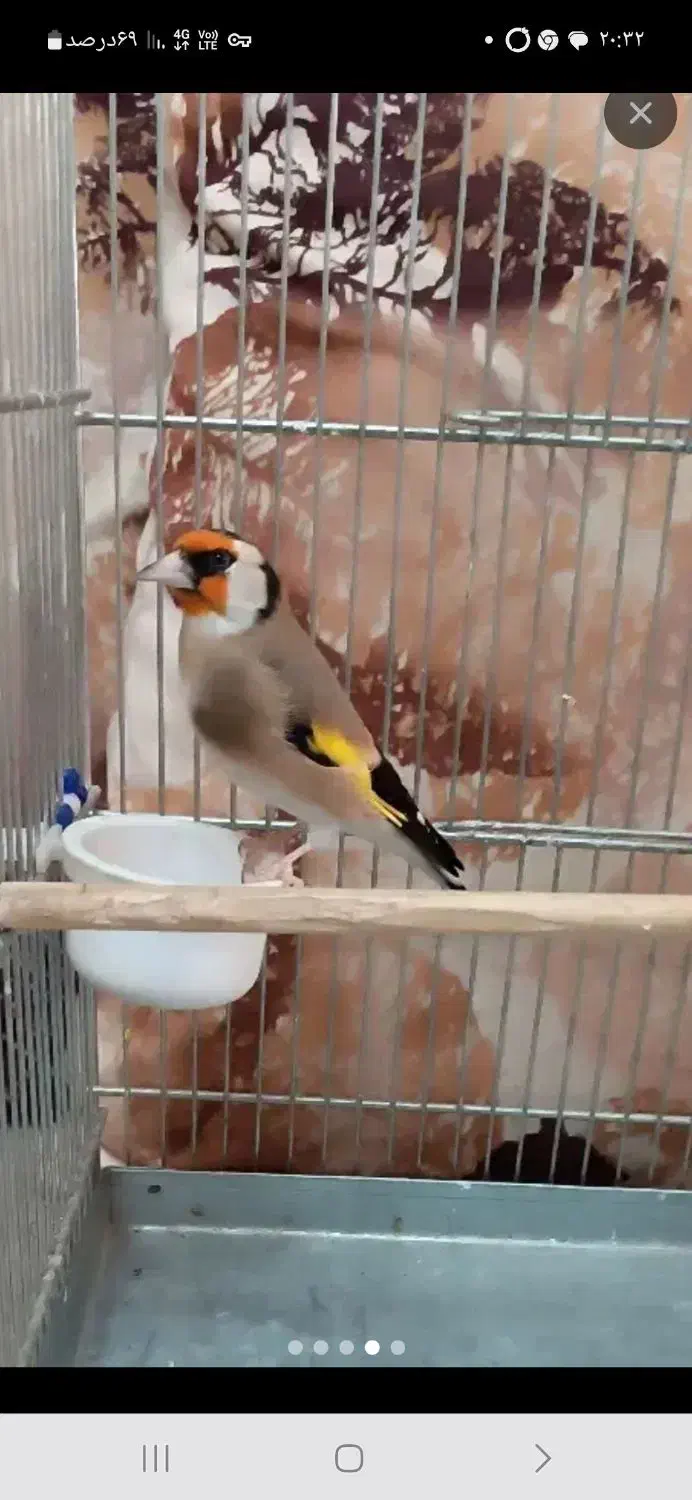 جوجه سهره نره قفسی و جوجه سهره گلبسر نر|پرنده|قزوین, |دیوار