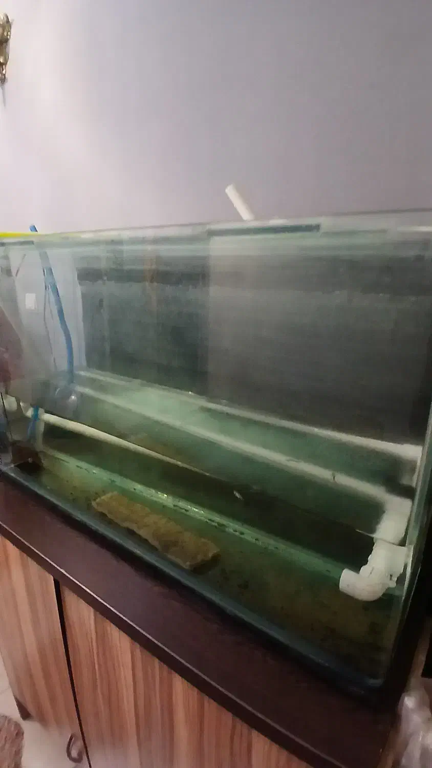 اکواریوم شیشه خم شرکتی|ماهی|فردیس, شهرک هفده شهریور|دیوار