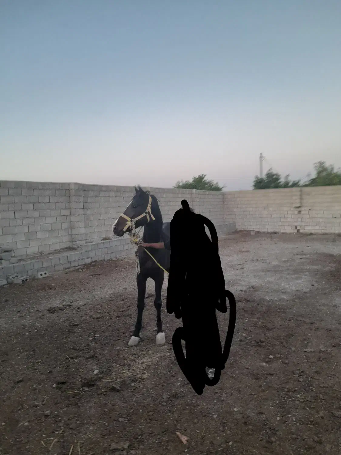 تماس بگیرید|اسب و تجهیزات اسب‌سواری|اصفهان, دانشگاه اصفهان|دیوار