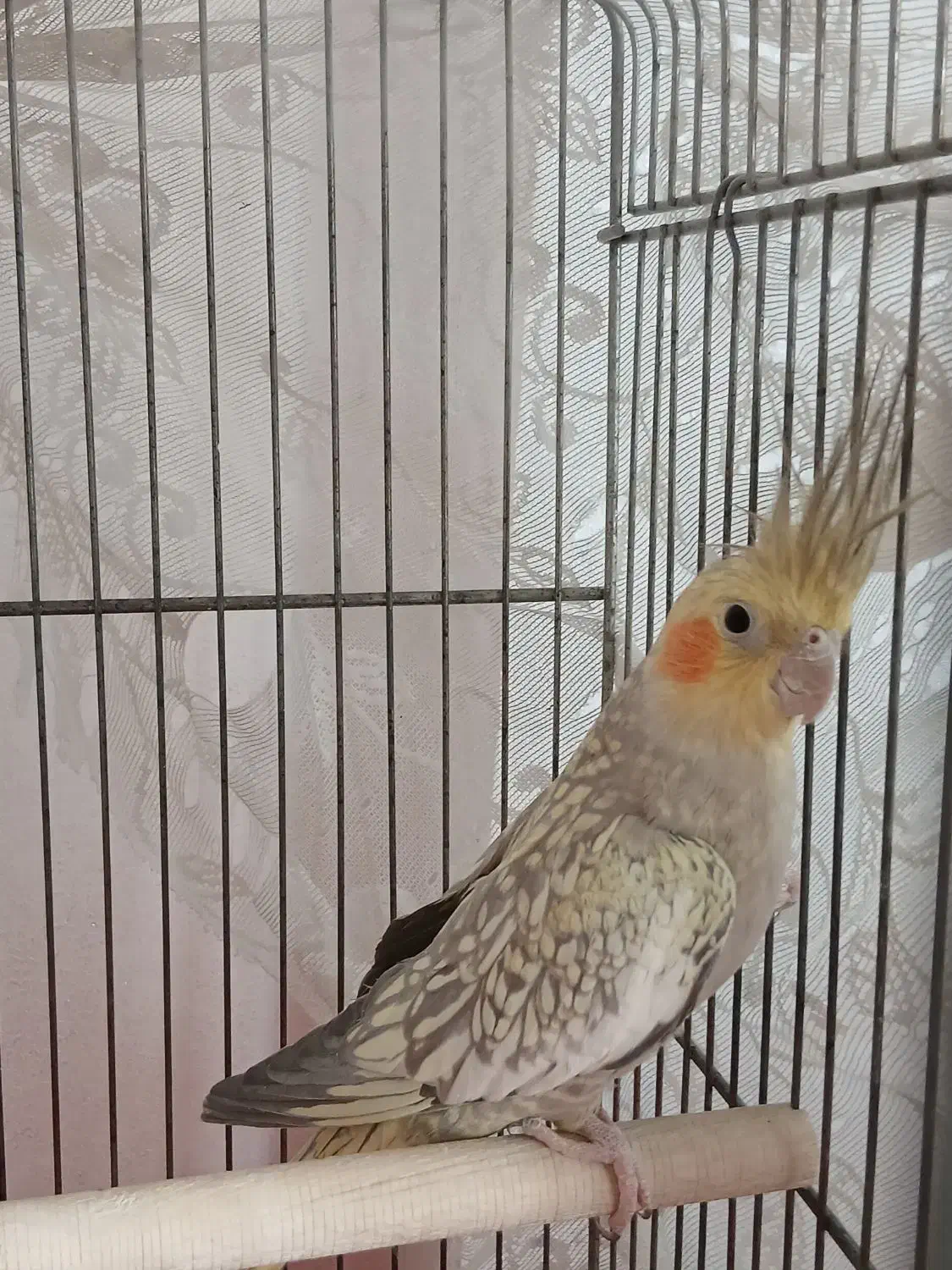 دو عدد عروس هلندی بسیار زیبا و سالم|پرنده|مشهد, فتح المبین|دیوار