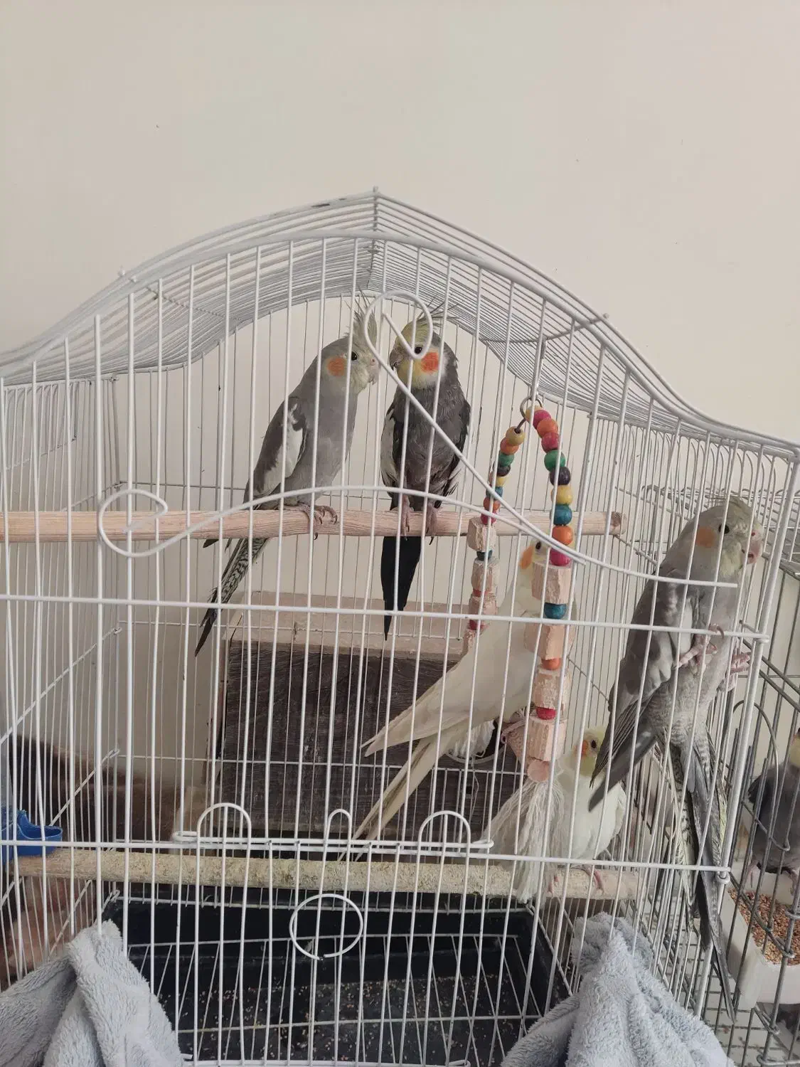 عروس هلندی|پرنده|تهران, شهرک کوهسار|دیوار