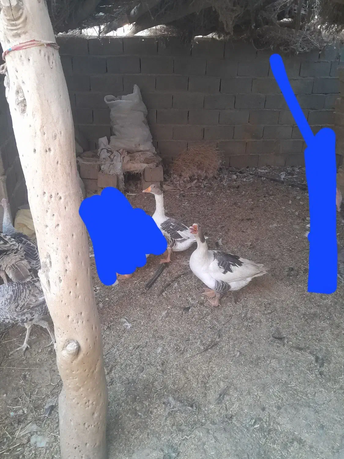 یک جفت غاز|حیوانات مزرعه|زابل, |دیوار