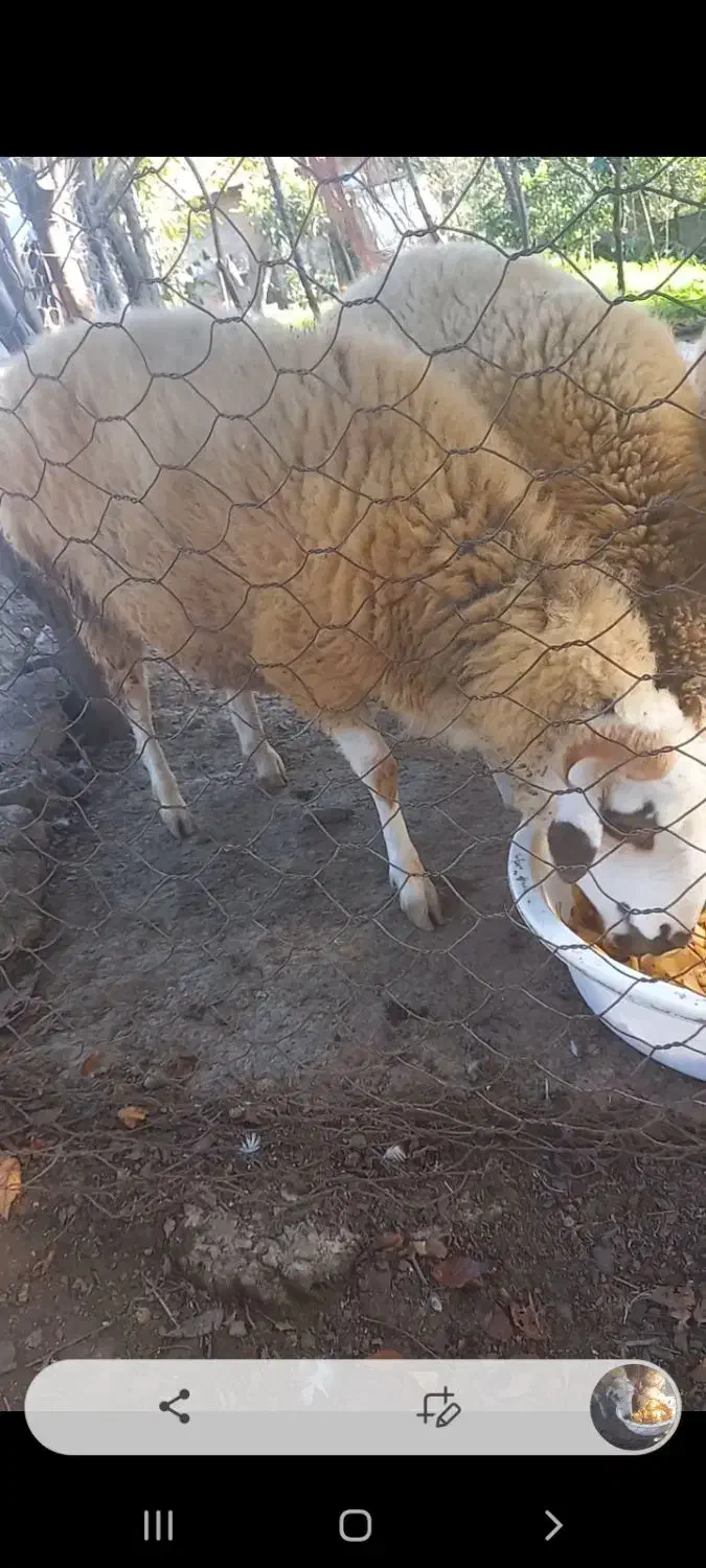 بره گوسفند نر و ماده|حیوانات مزرعه|فومن, |دیوار