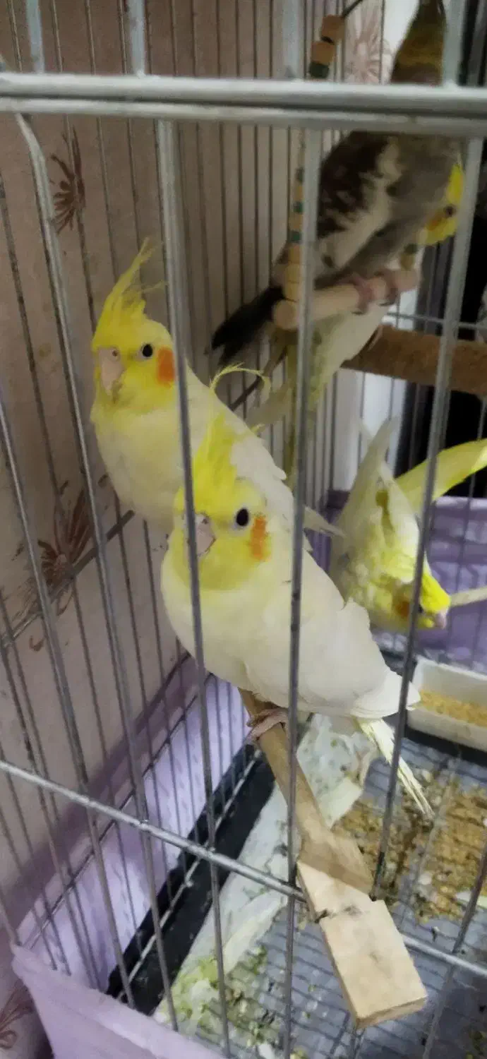 فروش پرنده عروس|پرنده|چهارباغ, |دیوار