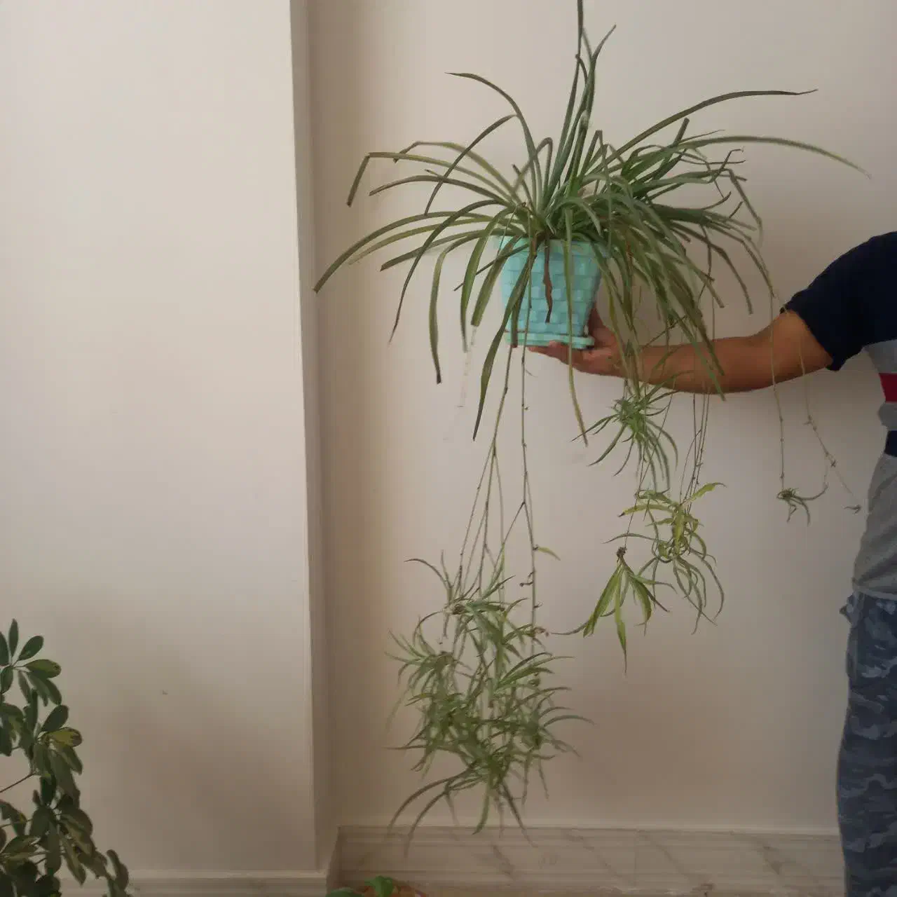 گل طبیعی|گل و گیاه طبیعی|تربت‌حیدریه, شهرک ولیعصر|دیوار