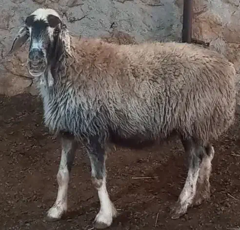 ۲راس سالار میش آبستن ترکی روزگاری|حیوانات مزرعه|شیراز, حافظیه|دیوار