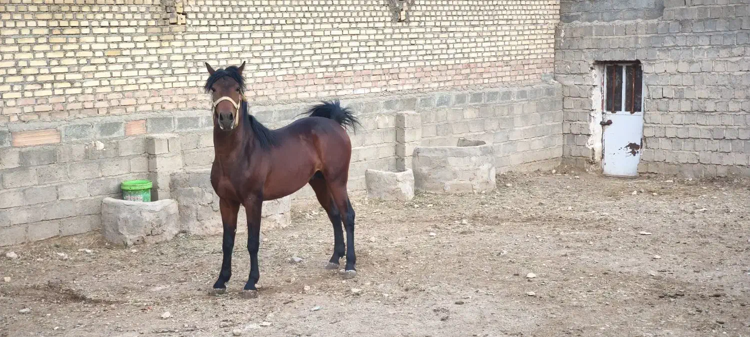 مادیان و نریان کورد اصیل کورد(حراج)|اسب و تجهیزات اسبسواری|سقز, |دیوار