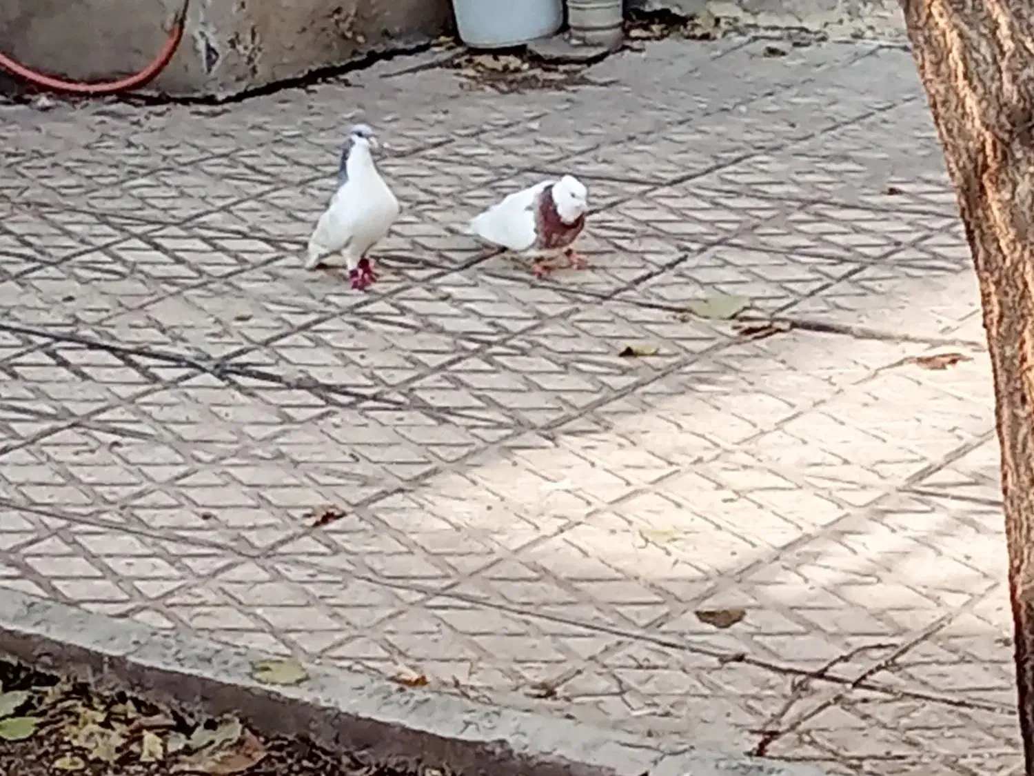 کبوتر گمشده مژدگانی دارد|حیوانات|الوند, |دیوار