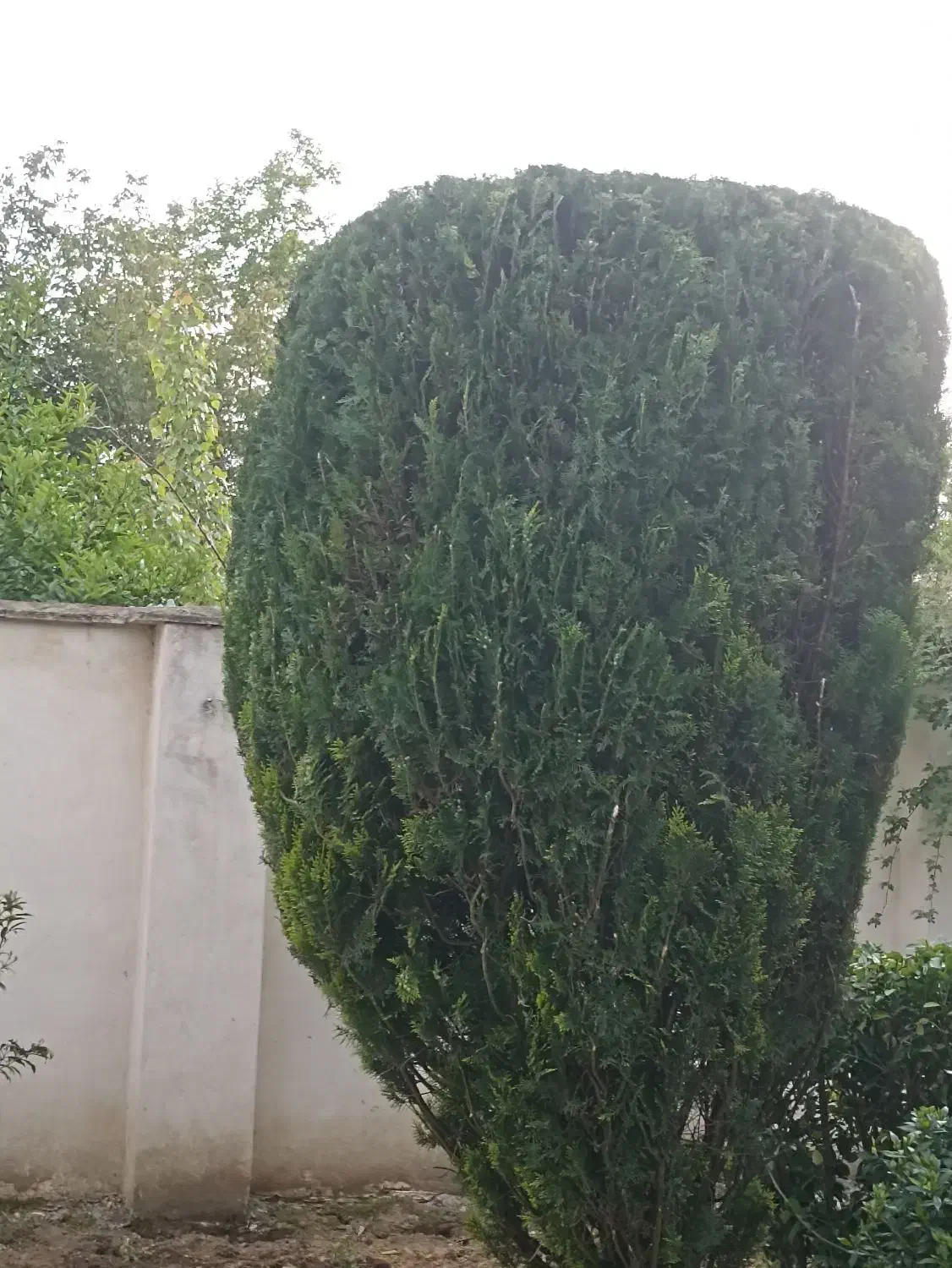 باغبانی و فضای سبز|خدمات باغبانی و درختکاری|صومعه‌سرا, |دیوار