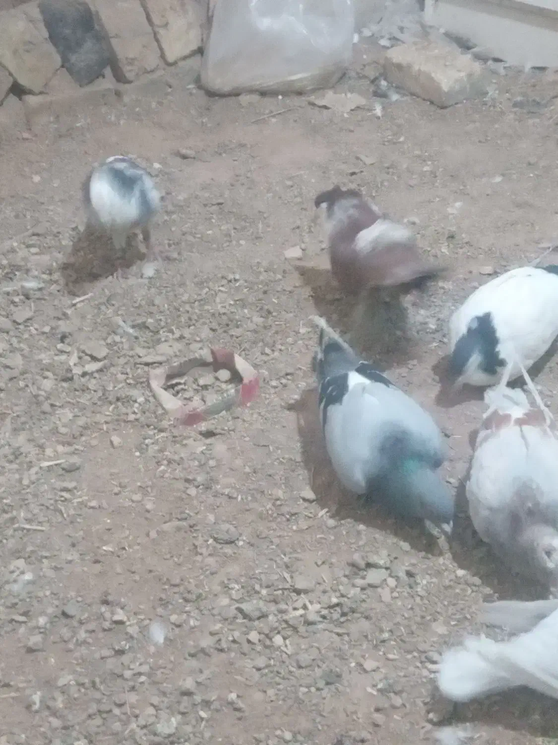 کبوتر|پرنده|تربت‌حیدریه, بالا ولایت|دیوار