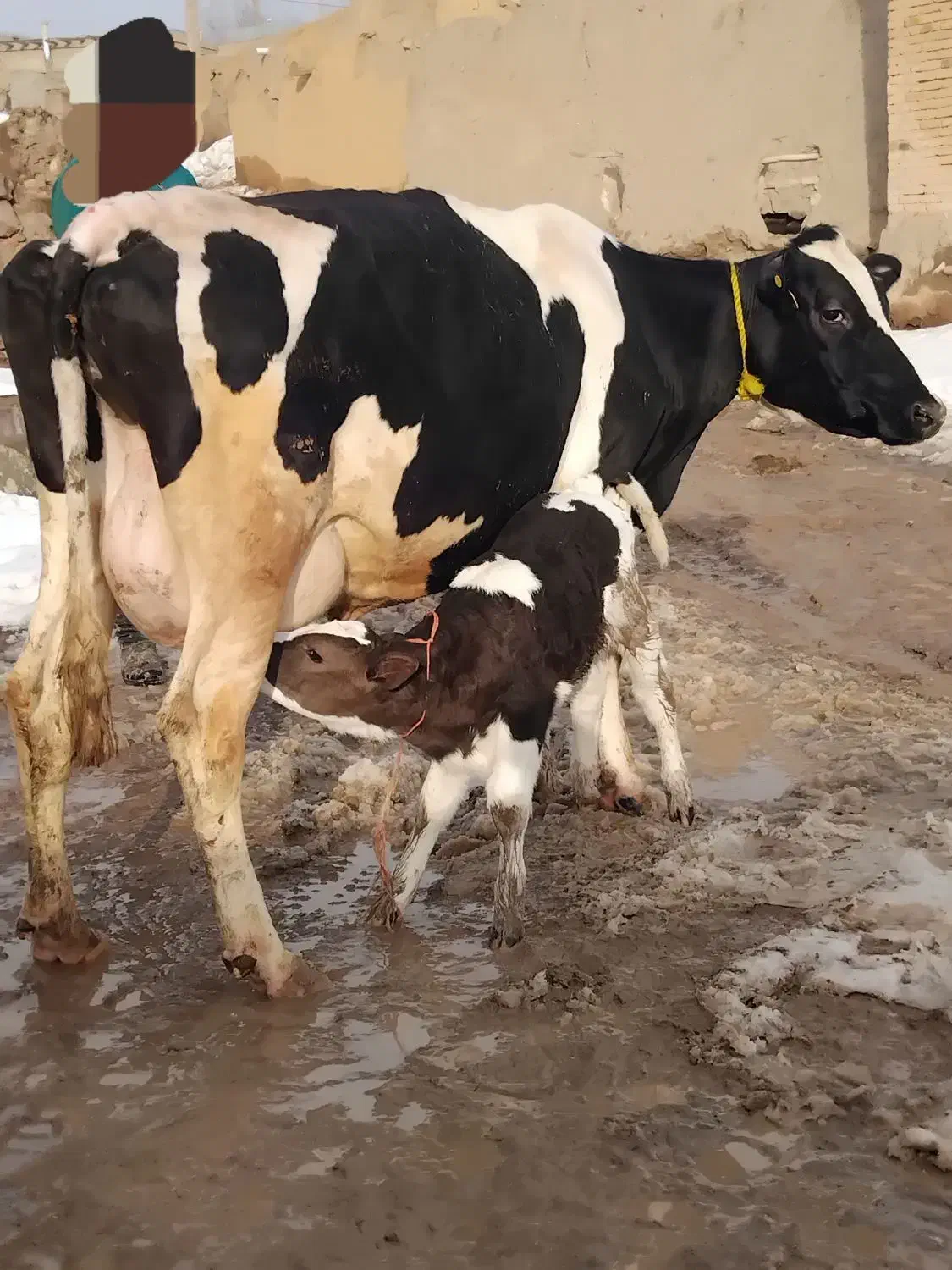 گاو هلیشتاین شیری|حیوانات مزرعه|هشترود, |دیوار