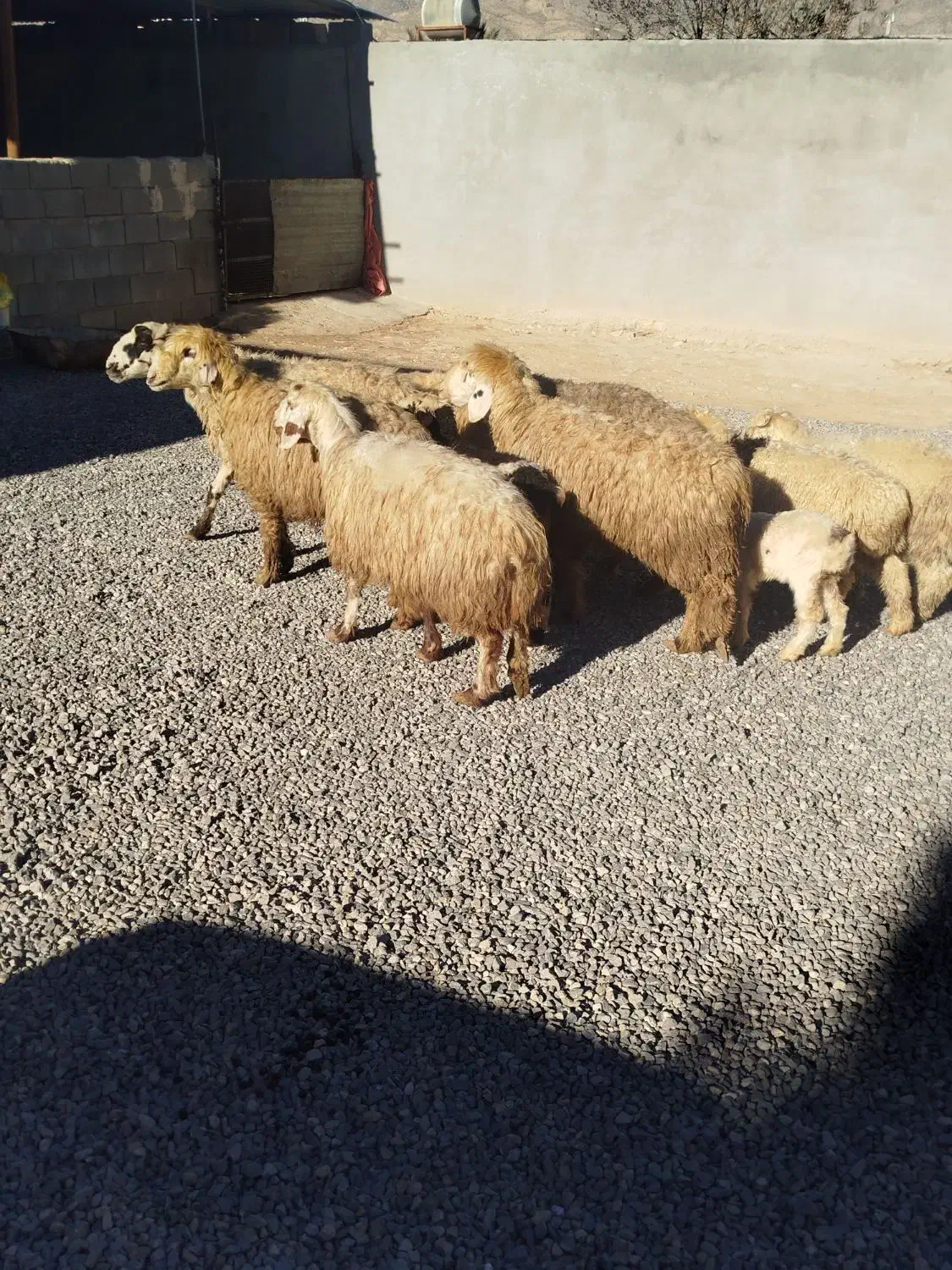 میش شیشک بره دار|حیوانات مزرعه|مرودشت, نقش رستم|دیوار