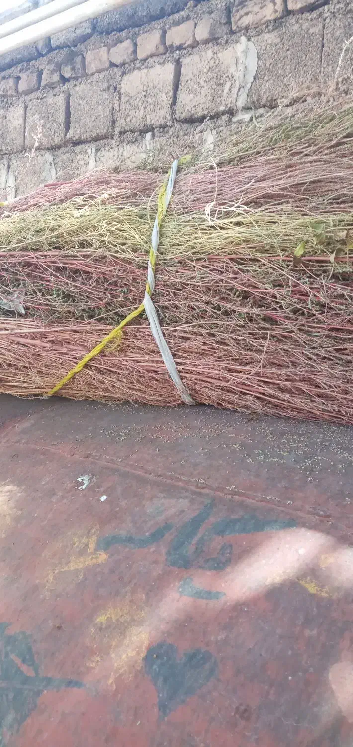 جارو مخصوص دامداران  وپارک وخانه باغ حیاط  خونه|لوازم نظافت|ایوان, |دیوار