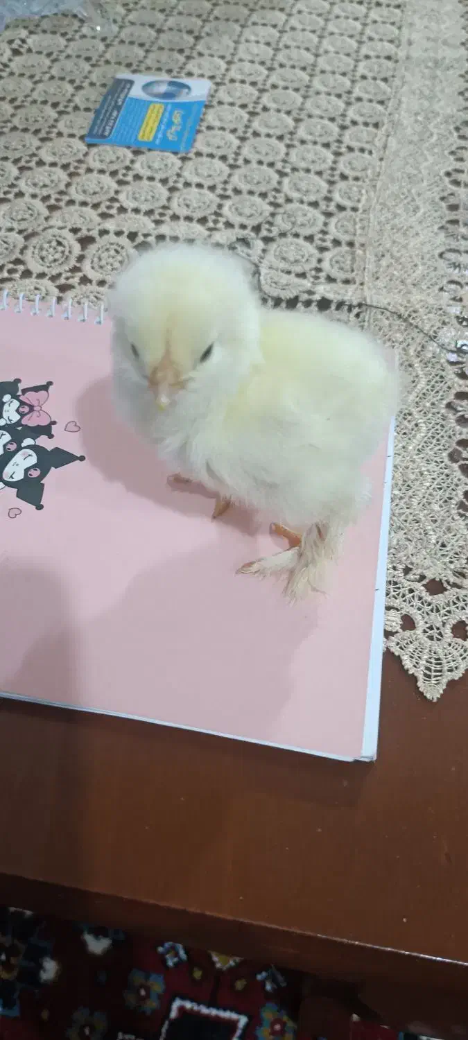 جوجه برهما و آمروک ومینیاتوری پاپرلپی|حیوانات مزرعه|اسالم, |دیوار