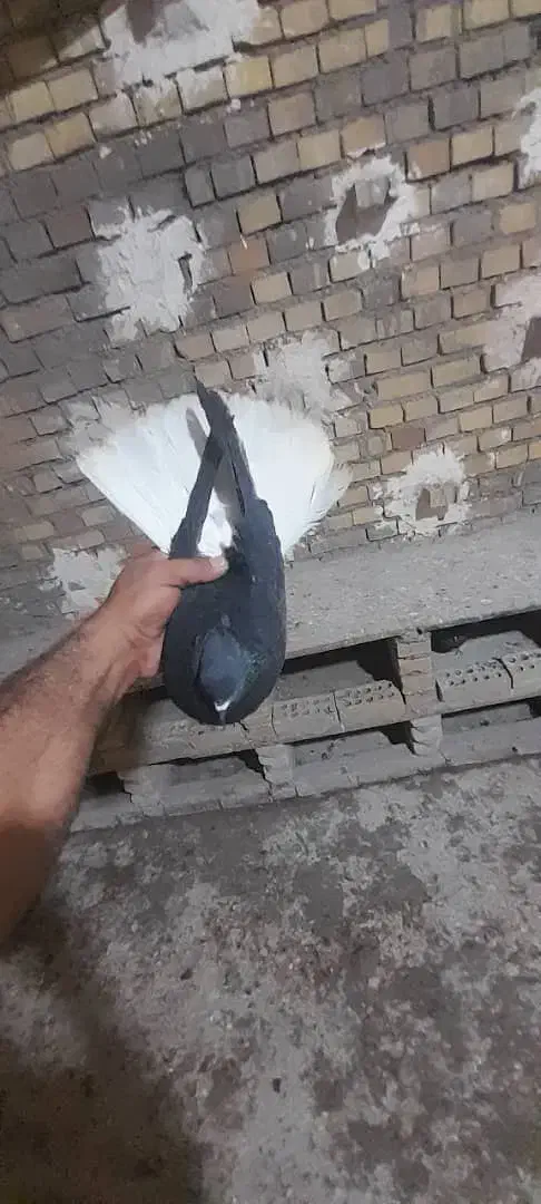 یک عدد دمسفید نر|پرنده|اهواز, کمپلو جنوبی|دیوار