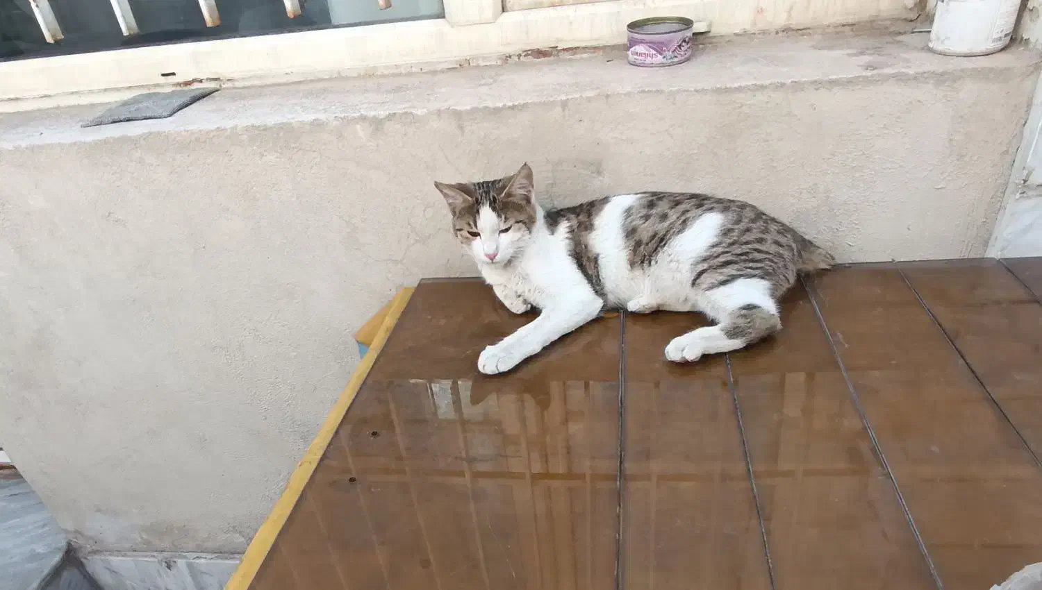 واگذاری گربه رایگان|گربه|اراک, |دیوار