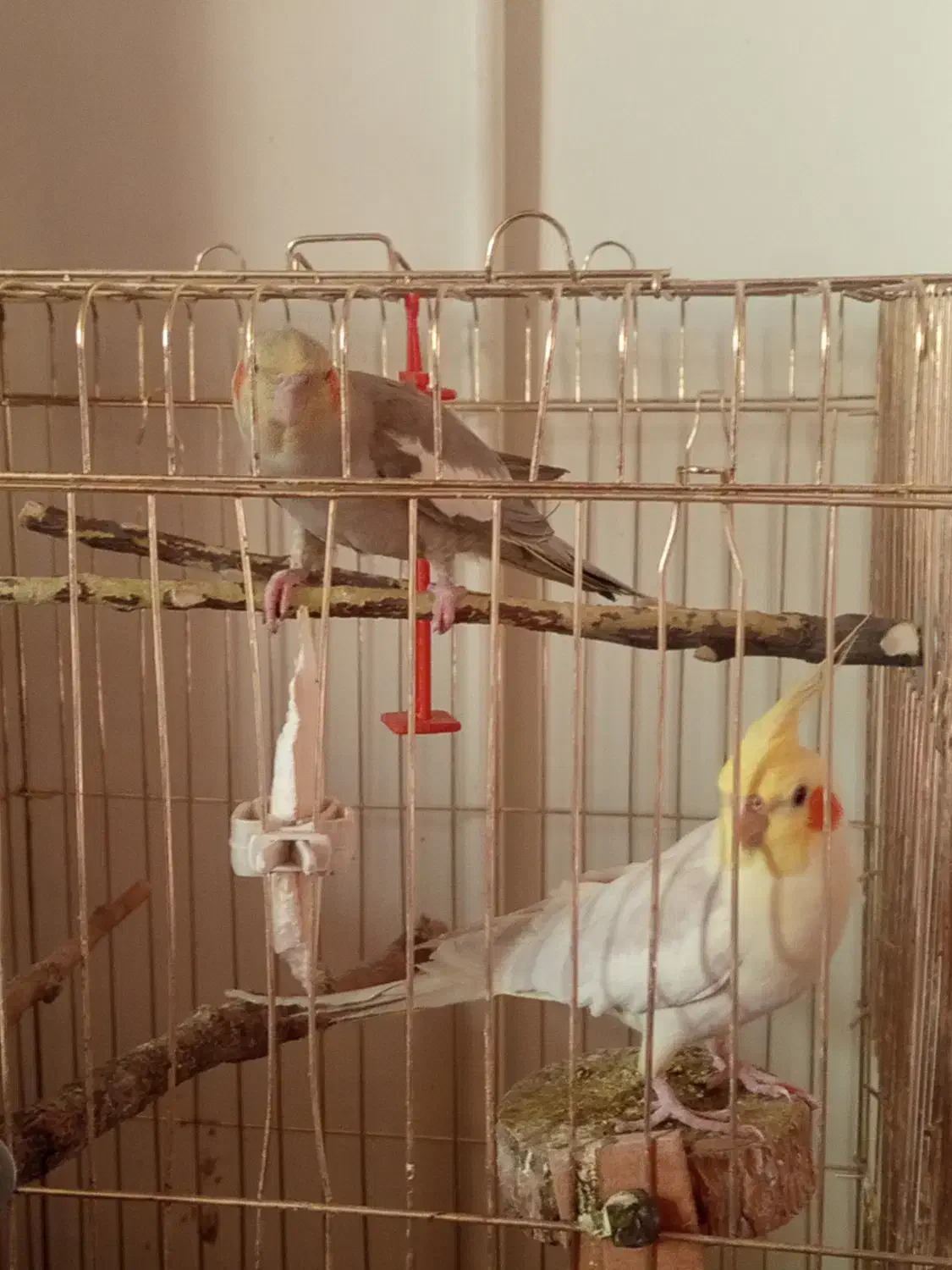 عروس هلندی سخنگو|پرنده|اسلام‌شهر, شهرک سعیدیه|دیوار