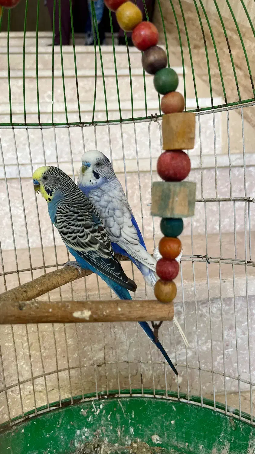 دو عدد مرغ عشق نر|پرنده|گلوگاه بابل (گلیا), |دیوار