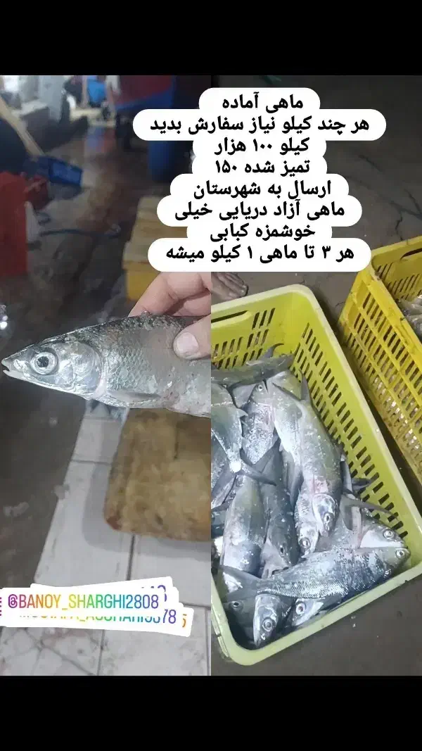ماهی تازه|ماهی|چابهار, |دیوار