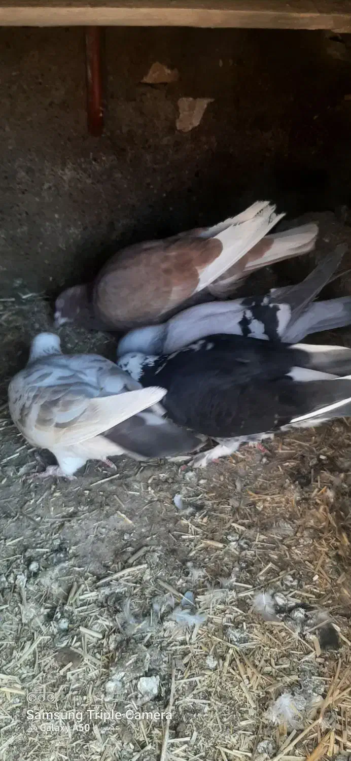 کفتر پرشی|پرنده|فیروزه, |دیوار