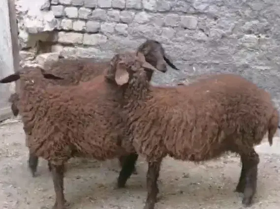 بره جعمی میش بره قیمت مفت|حیوانات مزرعه|تربت جام, پارک جنگلی|دیوار