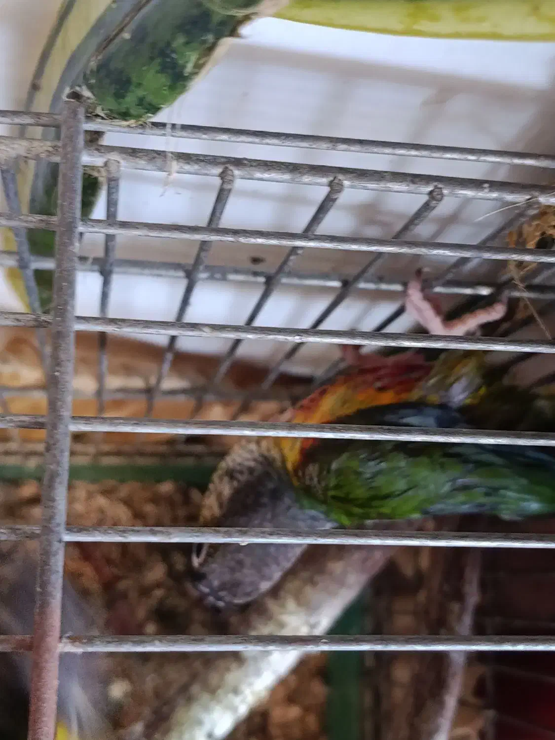 گرینچیک فول دبل رد با سابقه جوجه دهی|پرنده|رشت, گلسار|دیوار