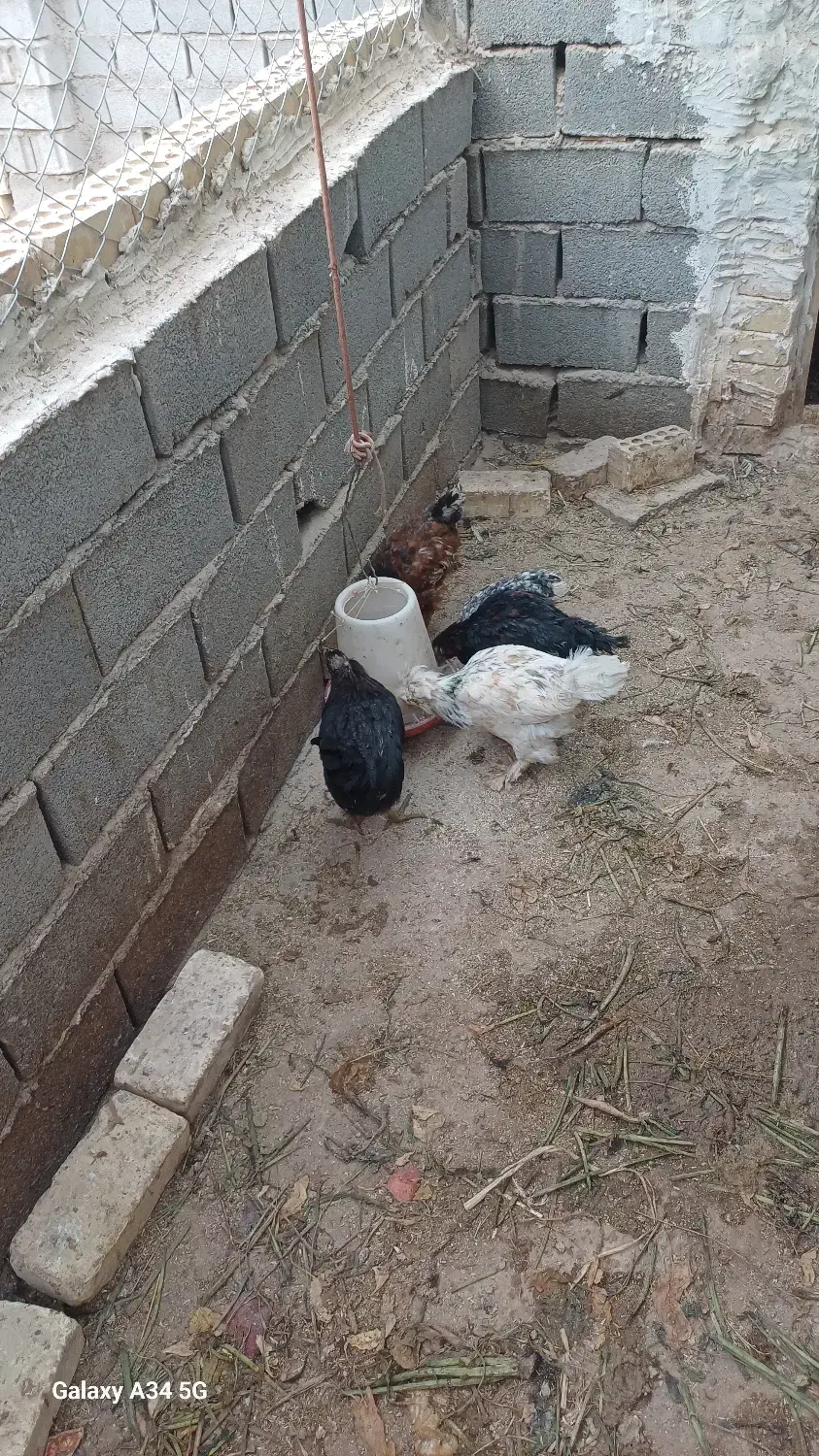 مرغ وجوجه|حیوانات مزرعه|آران و بیدگل, |دیوار