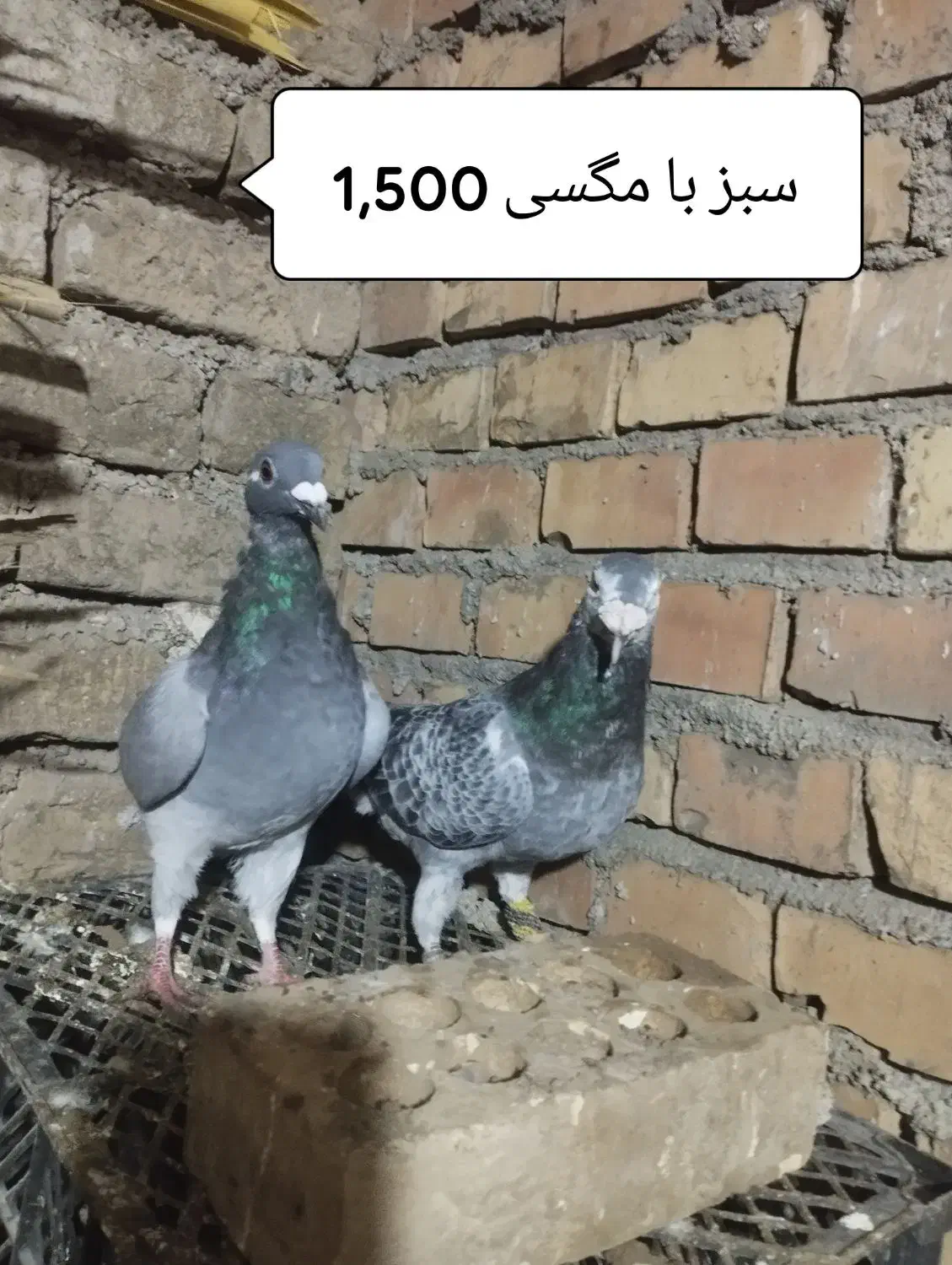 کبوتر آلمانی و تک پر|پرنده|سنگدوین, |دیوار