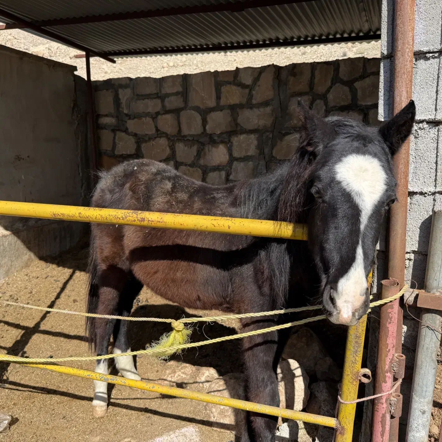 اسب|اسب و تجهیزات اسب‌سواری|دوگنبدان, |دیوار